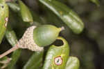 Sand live oak